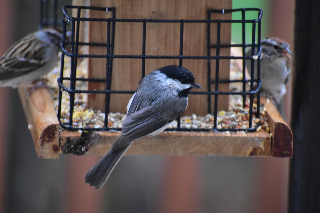 Photo Bird feeder